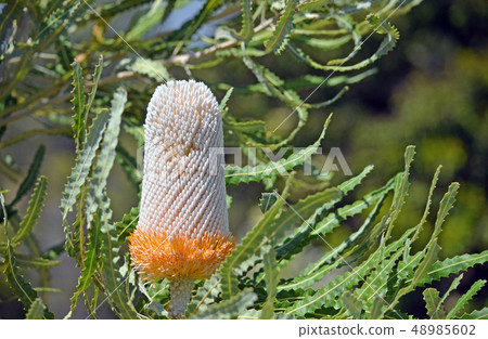 white and orange flower of the Acorn Banksia 48985602