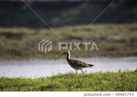 Eurasian curlew, Numenius arquata, Bhigwan, Pune Eurasian curlew, Numenius arquata, Bhigwan, Pune 48985754