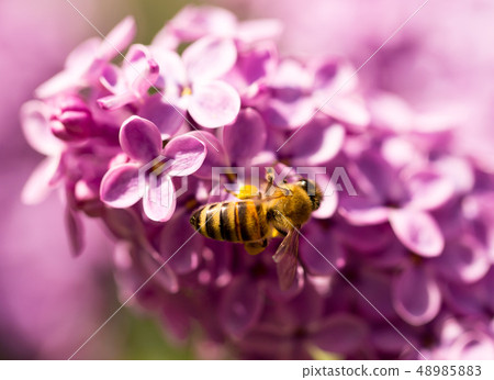The bee flies on the flowers of the lilac The bee flies on the flowers of the lilac 48985883