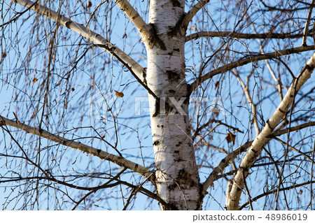 Trunk of a birch against a blue sky 48986019