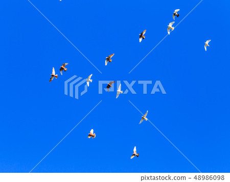 A flock of pigeons in flight against the blue sky A flock of pigeons in flight against the blue sky 48986098