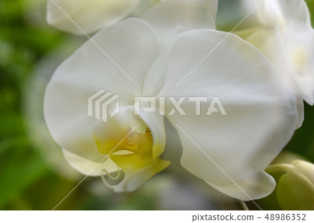 Orchid Orchid 48986352