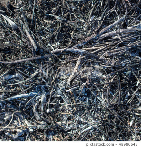 Black burned grass on the ground as an abstract background Black burned grass on the ground as an abstract background 48986645