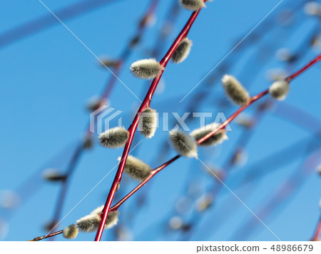 Fluffy pussy willow against the blue sky 48986679