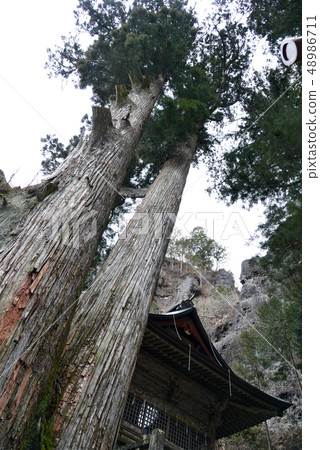 榛名神社Yaita雪松 榛名神社Yaita雪松 48986711