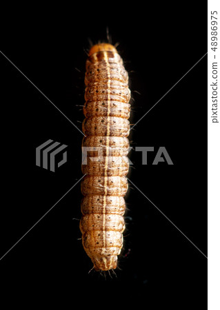 the caterpillar crawls on a black background 48986975