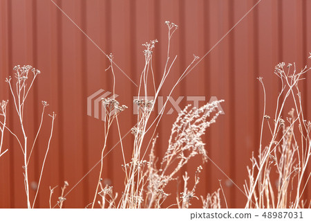 Dry grass against the background of the fence Dry grass against the background of the fence 48987031