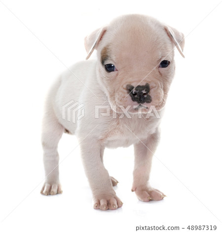 puppy american bulldog 48987319