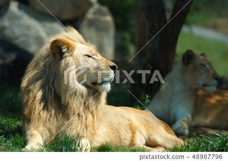 Safari Park Lion Safari Park Lion 48987796