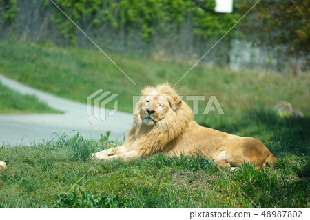 Safari Park Lion 48987802
