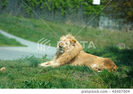 Safari Park Lion 48987804