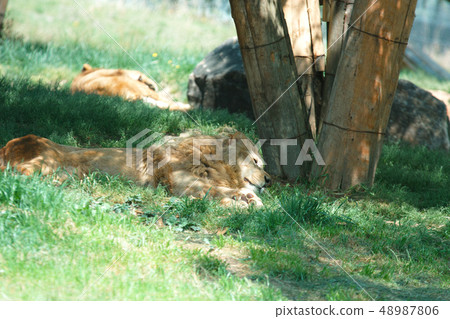 Safari Park Lion 48987806