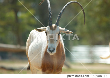 Safari Park Shiro Oryx 48988115