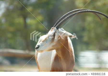 Safari Park Shiro Oryx 48988116