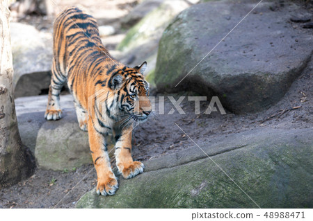 Sumatran Tiger, Panthera tigris sumatrae Sumatran Tiger, Panthera tigris sumatrae 48988471
