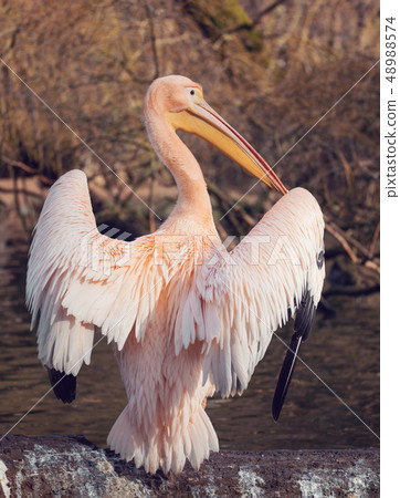 Great White Pelican 48988574