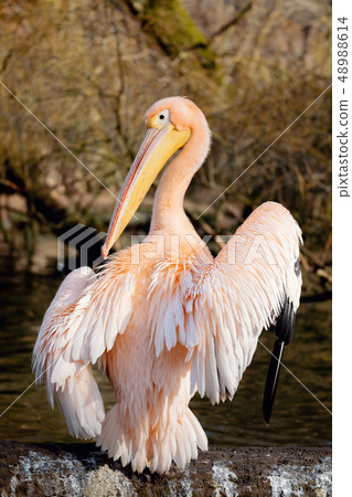 Great White Pelican Great White Pelican 48988614