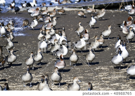 小樽Takanosu池塘的鴨子 48988765
