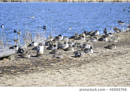 小樽Takanosu池塘的鴨子 48988766
