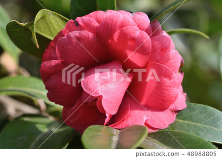 Camellia Camellia 48988805