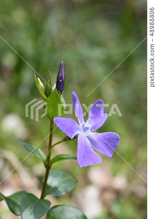 Periwinkle 48988806
