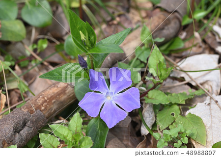 Periwinkle Periwinkle 48988807