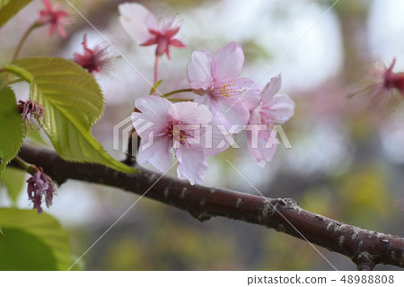 Kawazu Zakura Kawazu Zakura 48988808