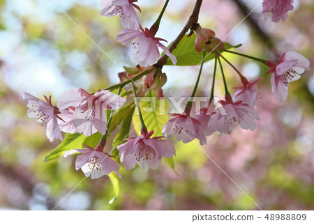 Kawazu Zakura Kawazu Zakura 48988809
