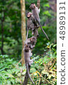 Group of young monkeys climb up a thin tree in the Ubud jungle. Monkeys overcomes difficulties. 48989131