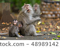 Mother monkey eats batatas with his children sitting on the ground in the jungle. 48989142
