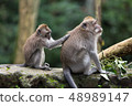 A small monkey cleans the fur with the hands of a large macaque sitting on a stone in the jungle. 48989147