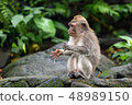 Little monkey clapping his hands sitting on a rock in the jungle. 48989150