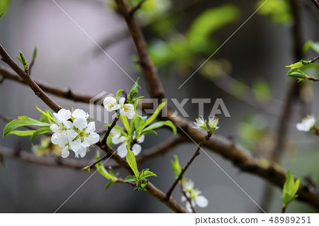 白梅花，梅花，初春，白梅、梅、早春、White plum, plum, early spring, 48989251