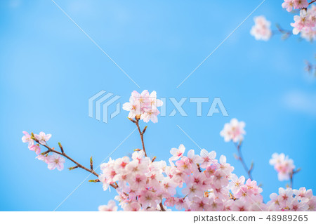One side of cherry blossoms One side of cherry blossoms 48989265