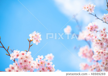 One side of cherry blossoms One side of cherry blossoms 48989269