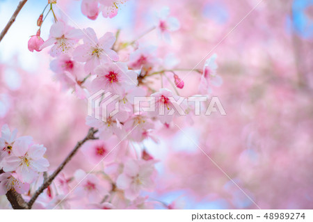 One side of cherry blossoms 48989274