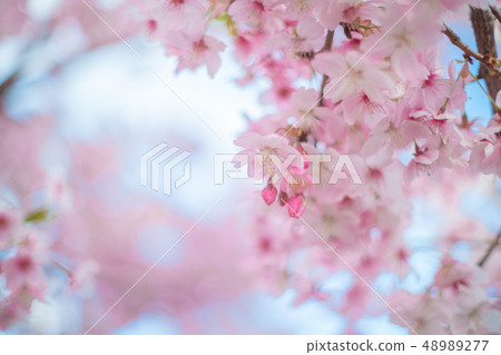 One side of cherry blossoms 48989277