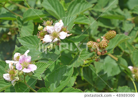 Tree: Blackberry Rosaceae 48989300