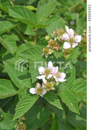 Tree: Blackberry Rosaceae 48989301