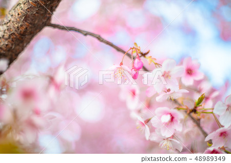 One side of cherry blossoms 48989349