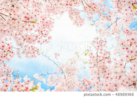 One side of cherry blossoms One side of cherry blossoms 48989368