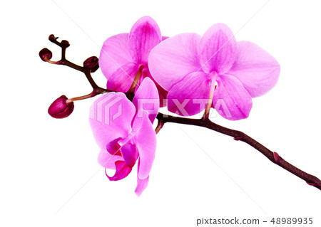 Orchids flowers on banch isolated on white. Orchids flowers on banch isolated on white. 48989935