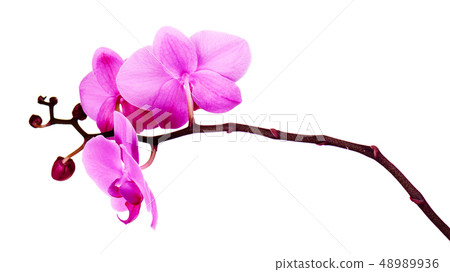 Orchids flowers on banch isolated on white. Orchids flowers on banch isolated on white. 48989936