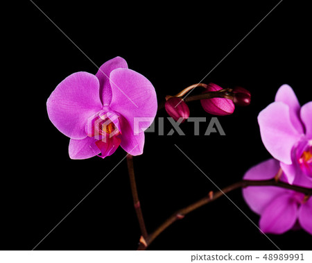 Orchids flowers on banch. 48989991