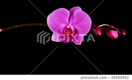 Orchids flowers on banch. 48989992
