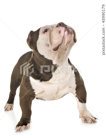 male american bully male american bully 48990179