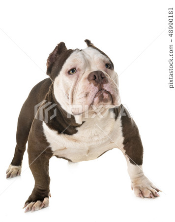 male american bully 48990181