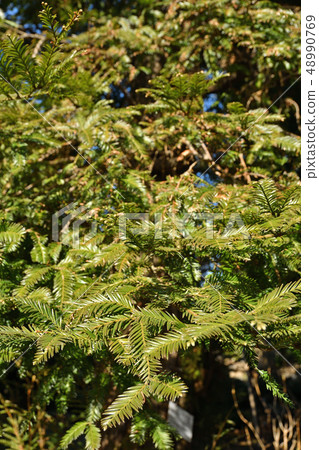 Tree: Japanese cypress family 48990769