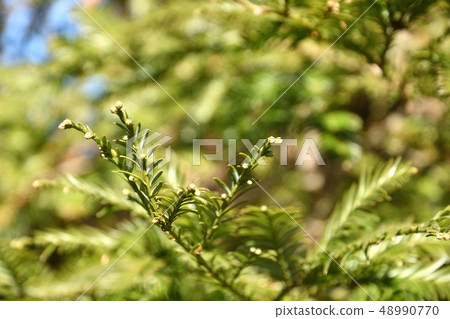 Tree: Japanese cypress family 48990770