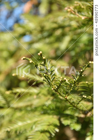 Tree: Japanese cypress family 48990773